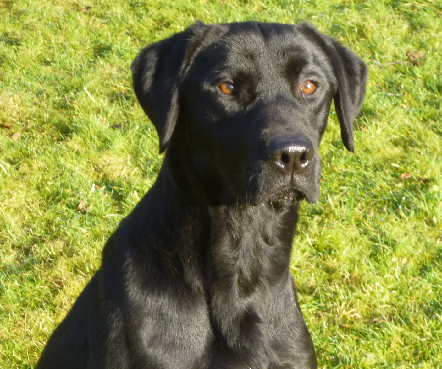 Field Trial Winner Drakeshead Flycatcher — working Labrador at stud with Drakeshead Labradors