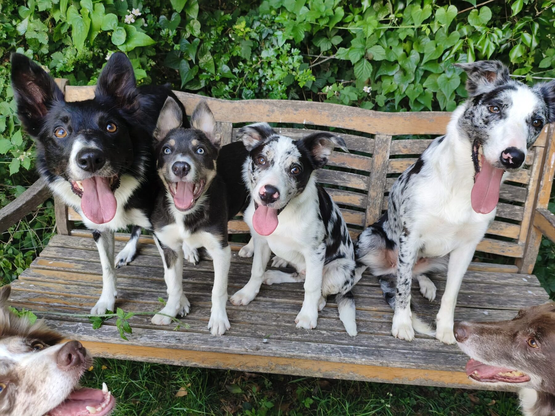 Four Rippletrix Border Collies — Freak, Demon, Creep and Zombie — sitting on a wooden garden bench