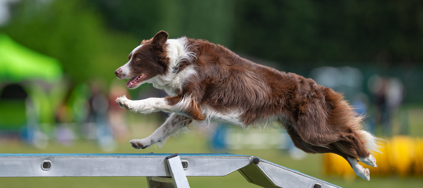Switch Kinetics of Soup — Rippletrix Border Collies, dual KC and ISDS working line
